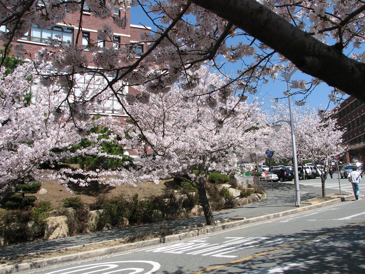 부산 사상구 신라대학교 캠퍼스 — 벚꽃이 핀 교내 도로와 붉은 벽돌 건물